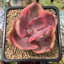 Echeveria 'Golden State' Variegated 2" Succulent Plant