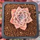 Echeveria sp. 1" Succulent Plant