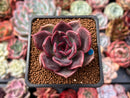 Echeveria 'Dark Chocolate' 2" New Hybrid Succulent Plant