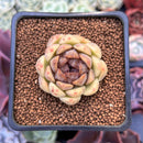 Echeveria 'Citrine' 1"-2" Seed Grown Air Magic Hybrid Succulent Plant