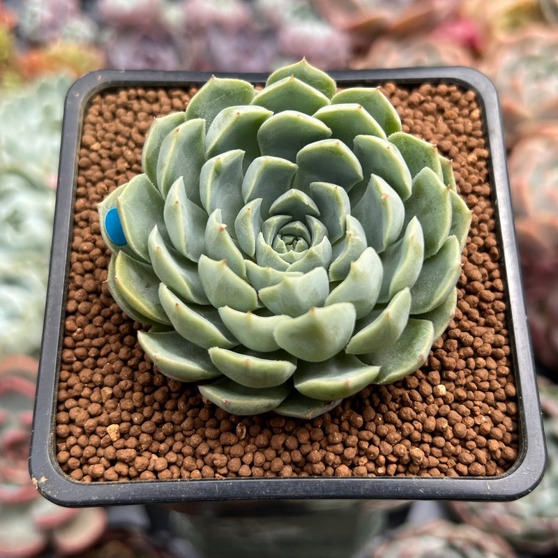 echeveria air plant Echeveria 'Zaracream' 2" Air Magic Hybrid Succulent Plant