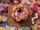 Echeveria 'Colorata' Hybrid 3" Succulent Plant