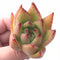 Echeveria Agavoides Ebony Small Cutting 2” Rare Succulent Plant