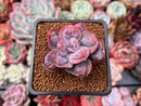 Echeveria 'Hearts Delight' 2" Succulent Plant