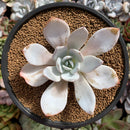 Echeveria 'White Lotus' 3" Powdery Succulent Plant
