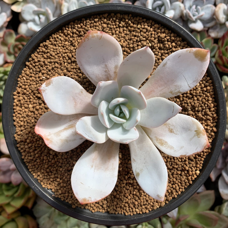 white lotus succulent Echeveria 'White Lotus' 3" Powdery Succulent Plant