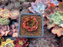 Echeveria Agavoides 'Red Giro' 1" Small Succulent Plant