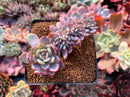 Echeveria 'Starmark' Crested 3"-4" Powdery Succulent Plant