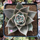 Echeveria Agavoides 'Jade Star' 2"-3" Succulent Plant