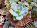 Echeveria 'Hakuhou' non-variegated 3" Succulent Plant