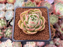 Echeveria 'Omphalos' 2" Succulent Plant
