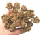 Sedum Cuspidatum Crested Cluster 5” Rare Succulent Plant