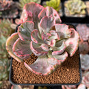 Echeveria 'Beyonce' Variegated 2" Succulent Plant