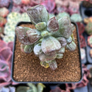 Cotyleydon Orbiculata Var. 'Hoppi' Variegated 3" Succulent Plant
