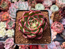 Echeveria 'Marshmallow' 3" Succulent Plant