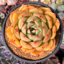 Echeveria 'Shallot' 4"-5" Succulent Plant