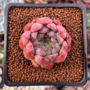 Echeveria 'Piano' 1" Succulent Plant