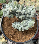 Echeveria 'Pulvinata 'Frosty' Crested 4" Succulent Plant