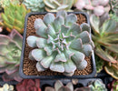 Echeveria 'Revolution' 2" New Hybrid Succulent Plant