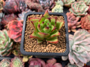 Echeveria Agavoides 'Ebony' 1"-2" Succulent Plant