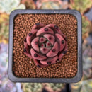Echeveria Agavoides 'Red Ebony' 1" Succulent Plant