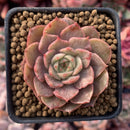 Echeveria 'Lucidum Roman' Variegated 2" Succulent Plant