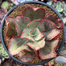Echeveria 'Kisses' 4" Succulent Plant