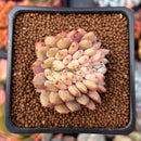 Echeveria 'Ariel' Crested 1"-2" Succulent Plant