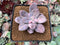 Quetzalcoatlia 'Pentandra Superba' Variegated 2" Succulent Plant (Formerly Graptopetalum 'Pentandrum Superbum' Variegated)
