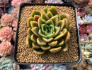 Echeveria Agavoides 'Walshire' 2"-3" Succulent Plant