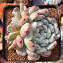 Echeveria 'Viyant' 4" Cluster Succulent Plant