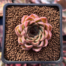 Echeveria sp. 1" Succulent Plant