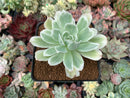 Echeveria 'Lemon Lime' Variegated 3" Succulent Plant