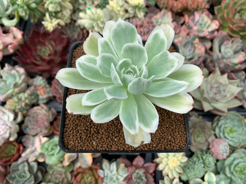 succulent that smells like lemon Echeveria 'Lemon Lime' Variegated 3" Succulent Plant – True Succulents Plant Co