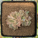 Echeveria 'Lucinda' Crested 2"-3" Succulent Plant