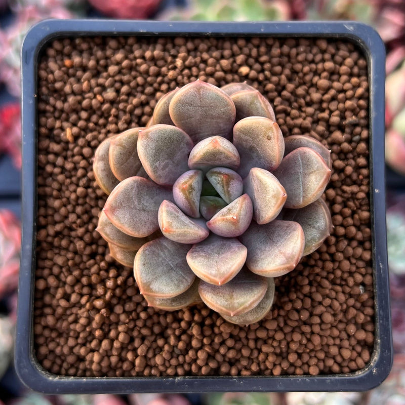 amethorum succulent Graptoveria 'Amethorum' 1" Succulent Plant – True Succulents Plant Co