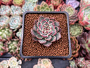 Echeveria 'Herbion' 1" Succulent Plant