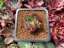 Echeveria 'Casio' 1" Succulent Plant