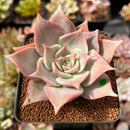 Echeveria 'Madiba' 2" Succulent Plant