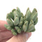 Conophytum 'Bilobum' Cluster 1"-2" Rare Succulent Plant