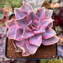 Echeveria 'Rainbow' Variegated 3" Succulent Plant