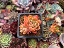 Echeveria Agavoides 'Spicy' 1" Cluster Succulent Plant