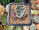 Echeveria Agavoides 'Beauty Lily' 1" Succulent Plant