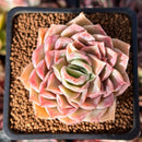 Echeveria 'Cream Grape' 2" Seed-Grown Succulent Plant