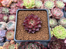 Echeveria 'Shani' 1" Succulent Plant