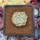 Echeveria 'Malgan' 1" Succulent Plant