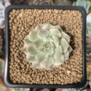 Echeveria 'Margaret' Variegated 1" Succulent Plant