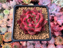 Echeveria Agavoides 'Amestro' 4" Succulent Plant