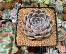 Echeveria 'Fionna' 4" Succulent Plant