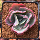 Echeveria 'Flying Cloud' Variegated 2" Succulent Plant